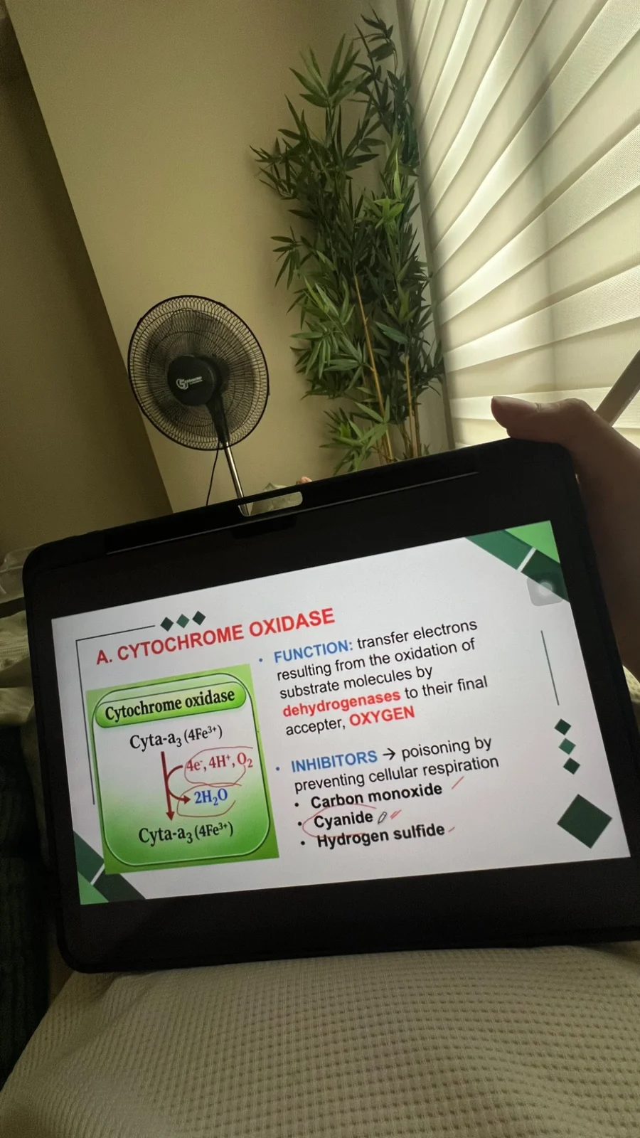 September 10–11 — Reviewing bioenergetics during online class.